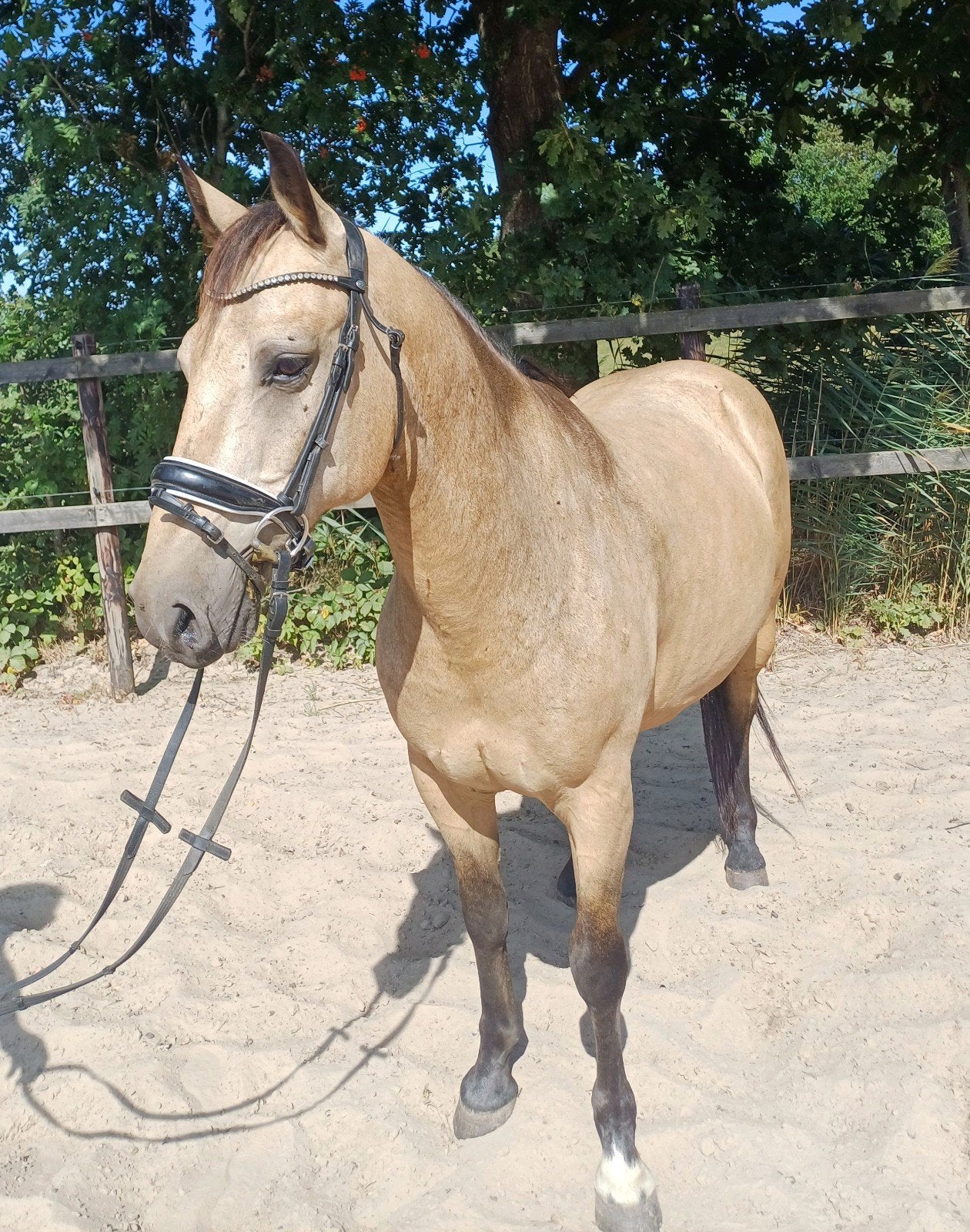 Valk ruin 11 jaar, Dieren en Toebehoren, Pony's, Ruin, D pony (1.37m tot 1.48m), 11 jaar of ouder
