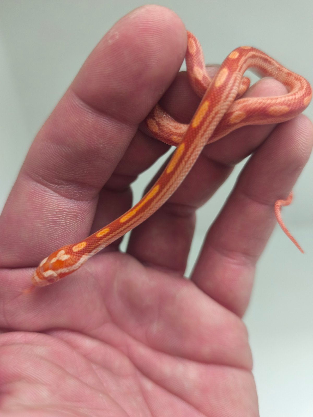 Jonge korenslangen te koop – diverse kleuren/patronen – eten Corn Snake photo 4