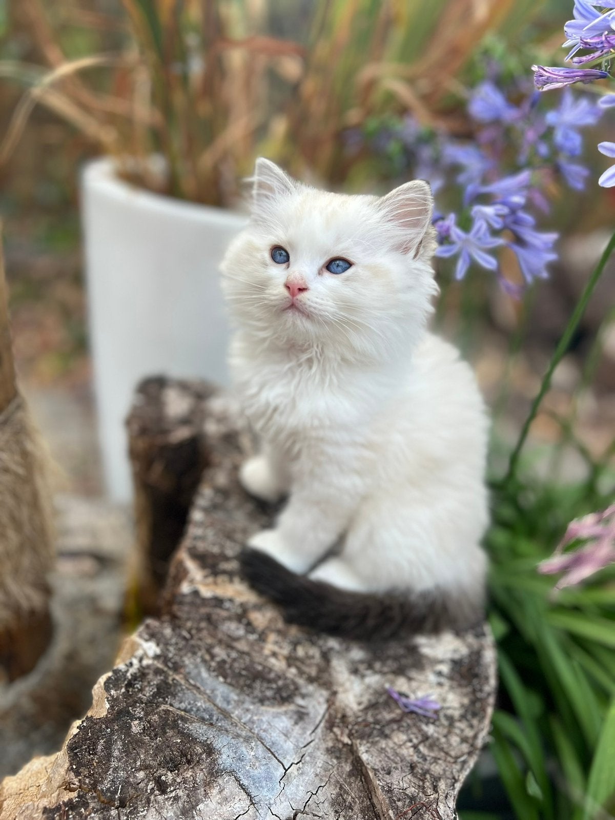 Ragdoll kittens, Dieren en Toebehoren, Katten en Kittens | Raskatten | Langhaar, Meerdere dieren