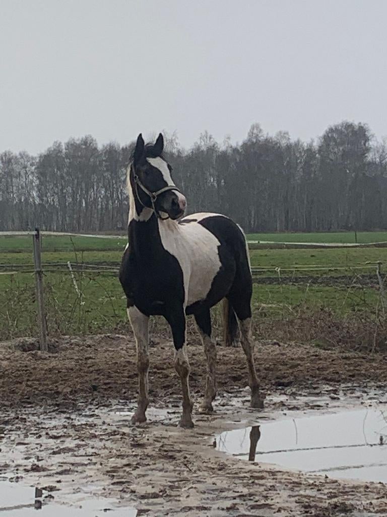 Leuke 4 jarige bonte ruin., Dieren en Toebehoren, Paarden, Ruin, 3 tot 6 jaar