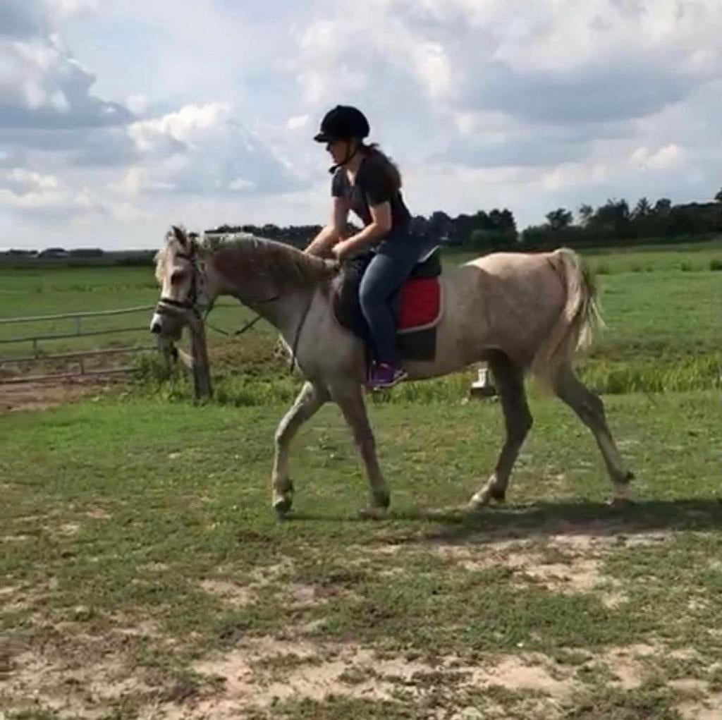 Je paard kan meer. Maar weet jij hoe je dat samen bereikt?, Gedragstraining