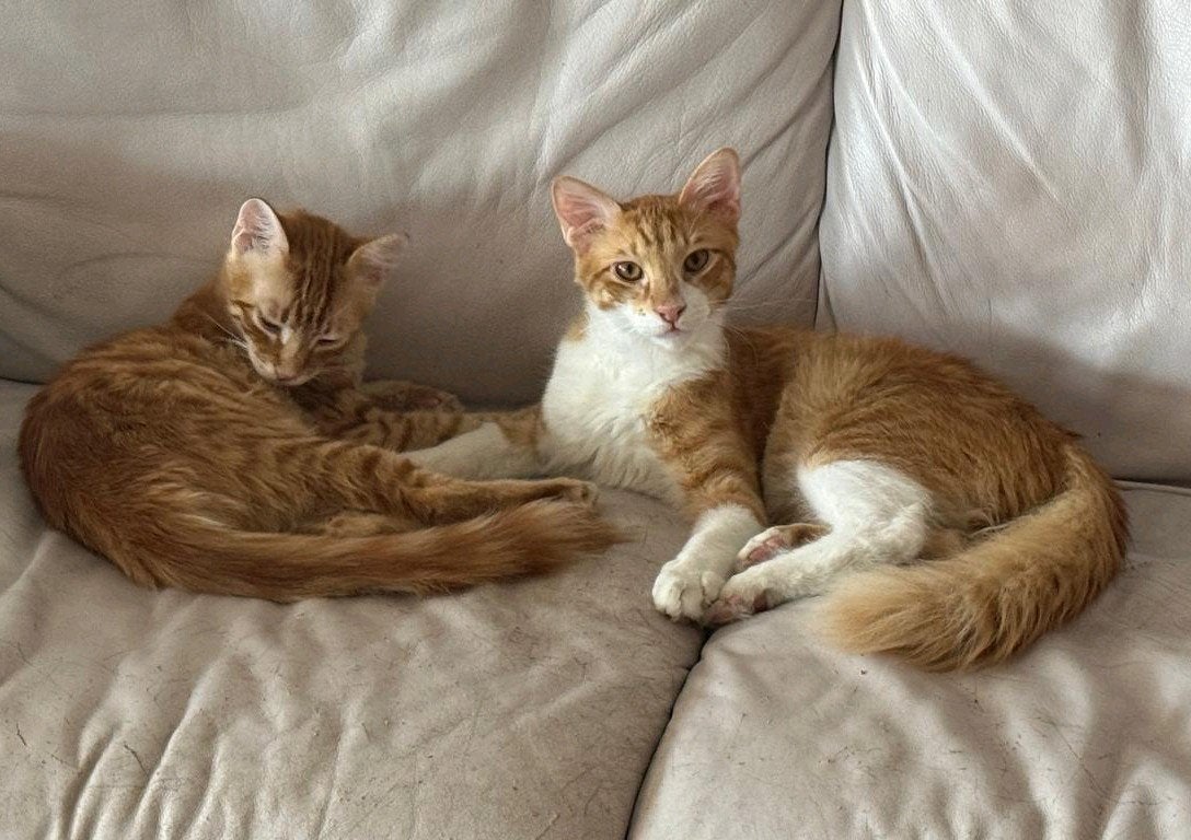2 prachtige Turkse angora kittens ( DUO), Dieren en Toebehoren, Meerdere dieren, Langharig, 0 tot 2 jaar