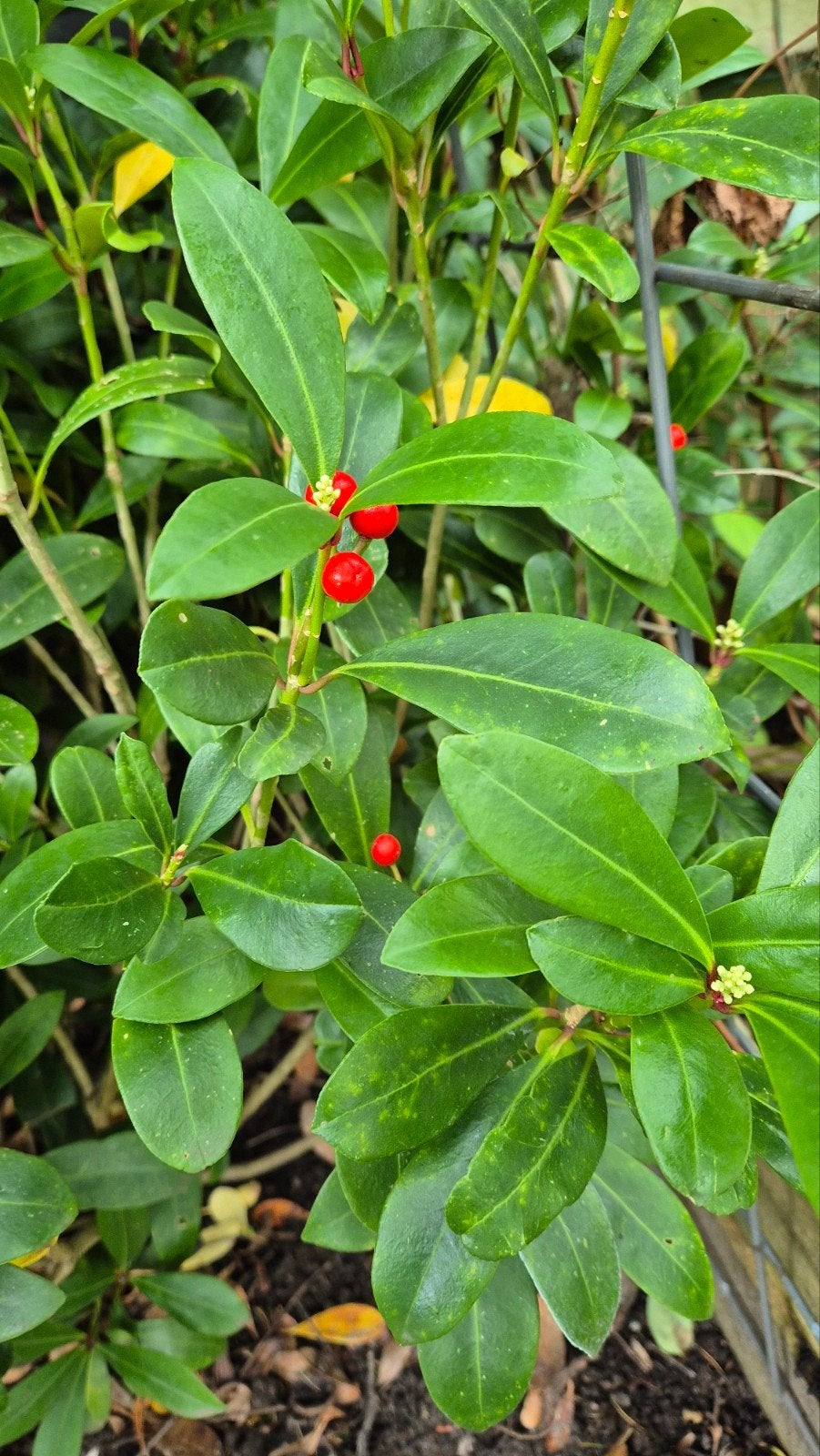 Japanse Skimmia (Skimmia japonica) - Winterharde Sierstruik, Vaste plant, Halfschaduw, Lente, Ophalen