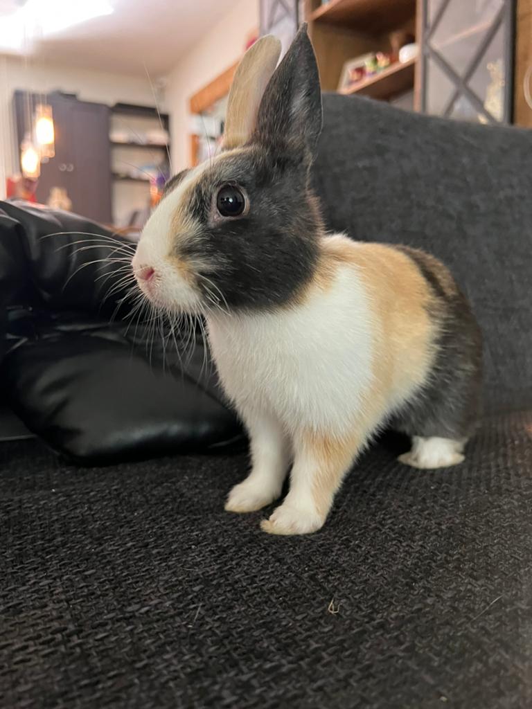 Lief baby rammetje te koop, Dieren en Toebehoren, Konijnen, Mannelijk, Dwerg