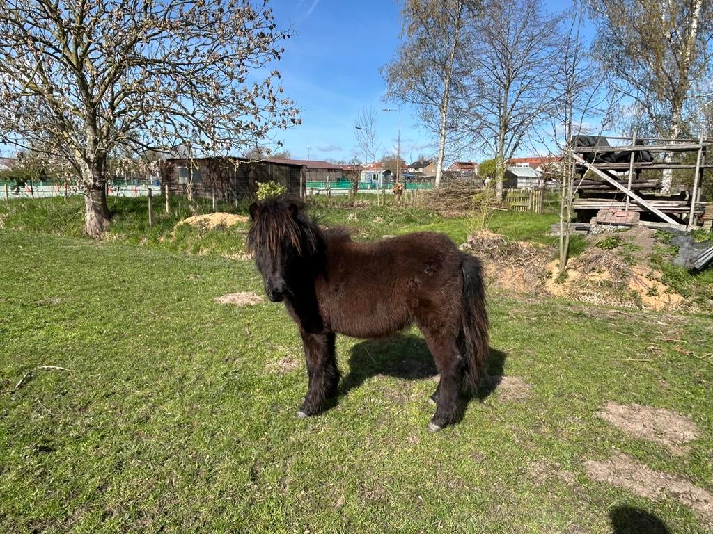 Te koop zwarte shetland merrie, Merrie, Niet van toepassing, 0 tot 2 jaar, A pony (tot 1.17m)