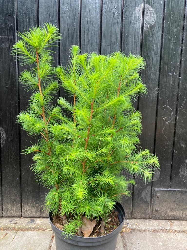 Larix bosje. Bonsai starter., Ophalen, Overige soorten, Volle zon