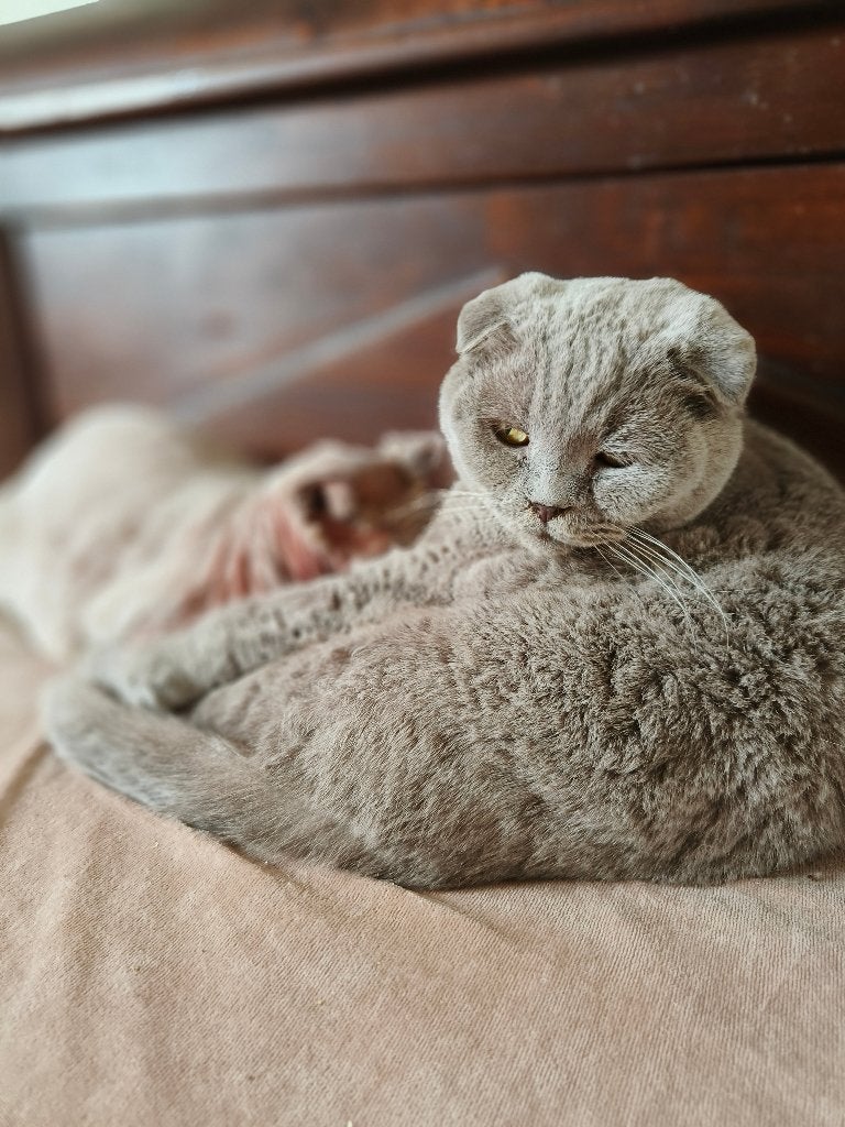 Liefdevolle knuffel-kater Macho zoekt een warm thuis!, Kater, Gechipt, 6 jaar of ouder