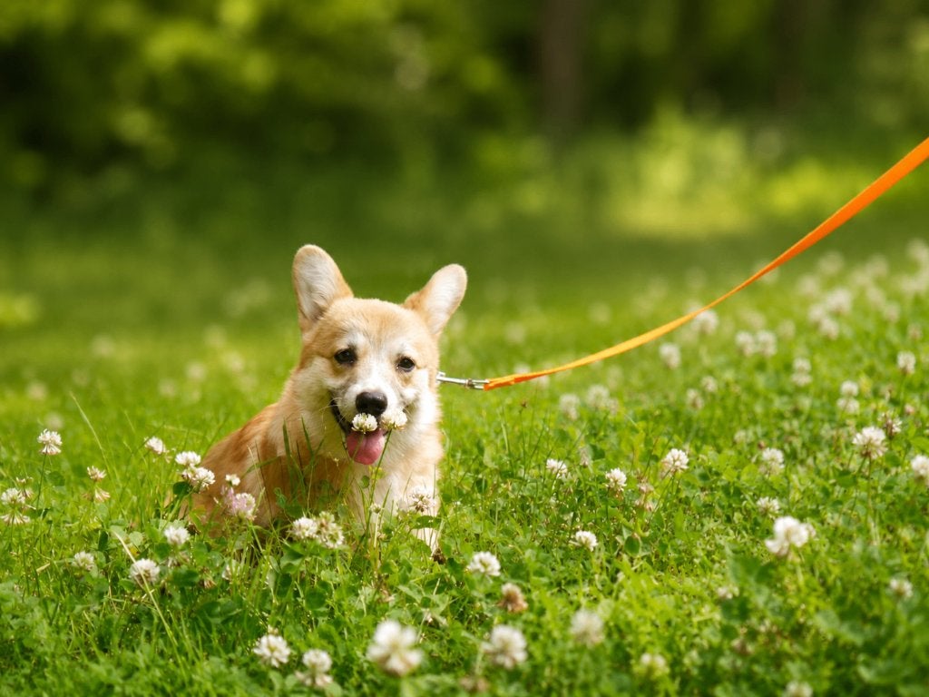 Süße Welsh Corgi Pembroke Welpen, Dieren en Toebehoren, Honden | Herdershonden en Veedrijvers, Fokker | Hobbymatig, 15 weken tot 1 jaar