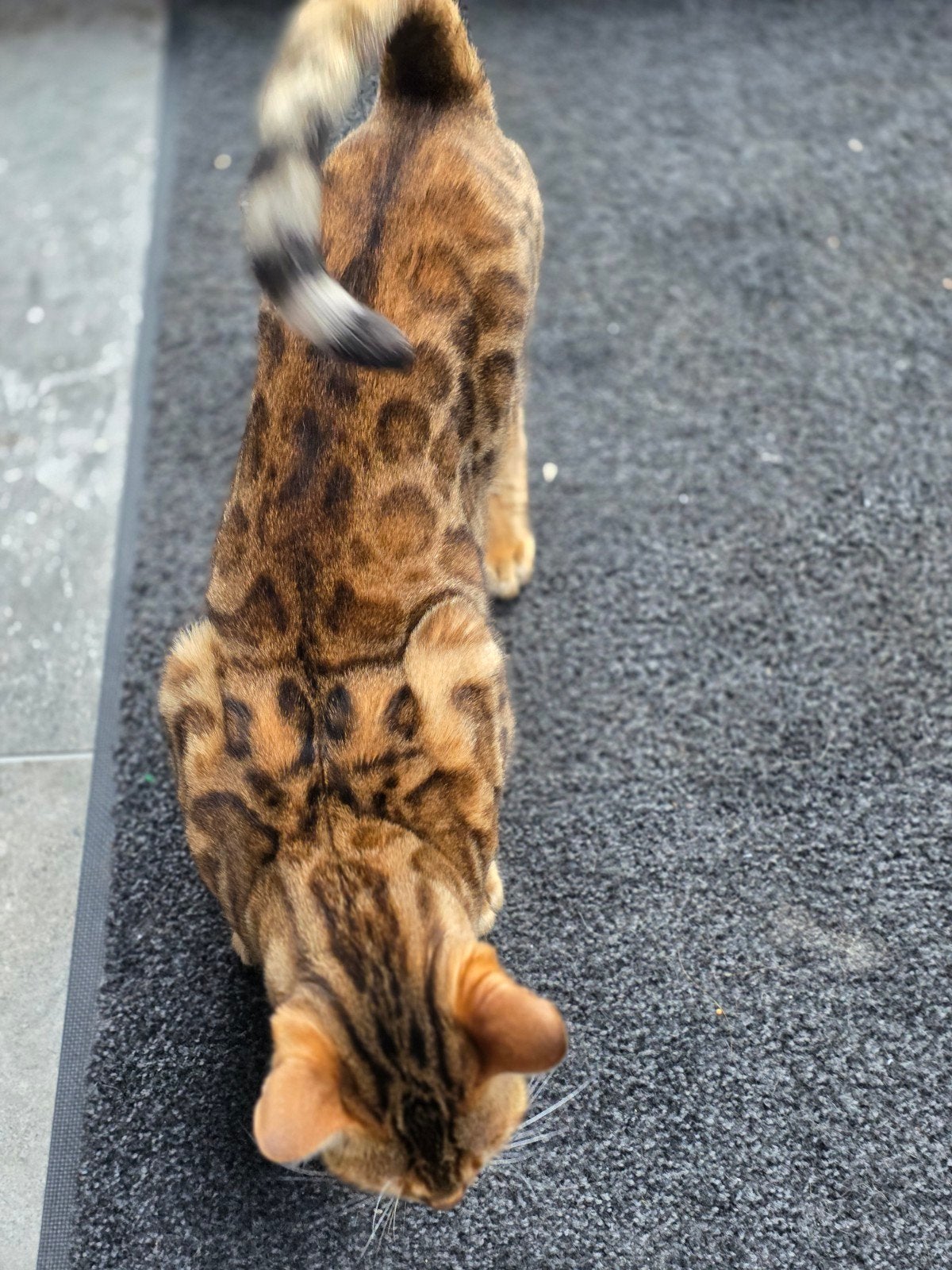 Bengaal poes 2 jaar, Poes, Kortharig, 0 tot 2 jaar