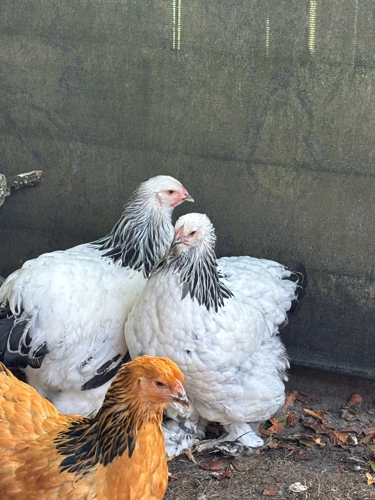 Brahma Groot zwart columbia hennen 2026, Vrouwelijk, Kip