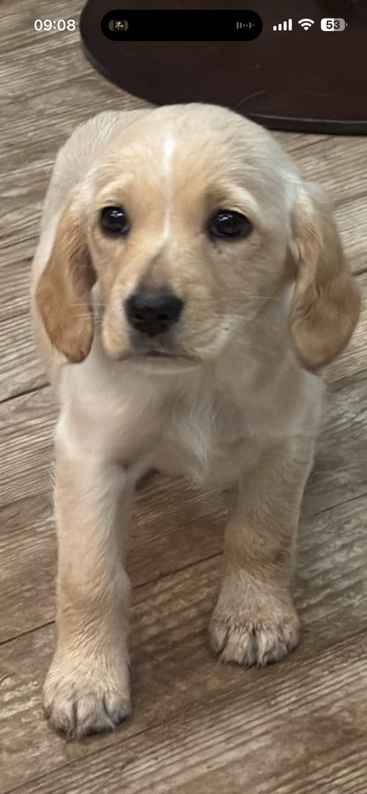 Super sociale pups mogen verhuizen!, Parvo, 8 tot 15 weken, Teef, Meerdere