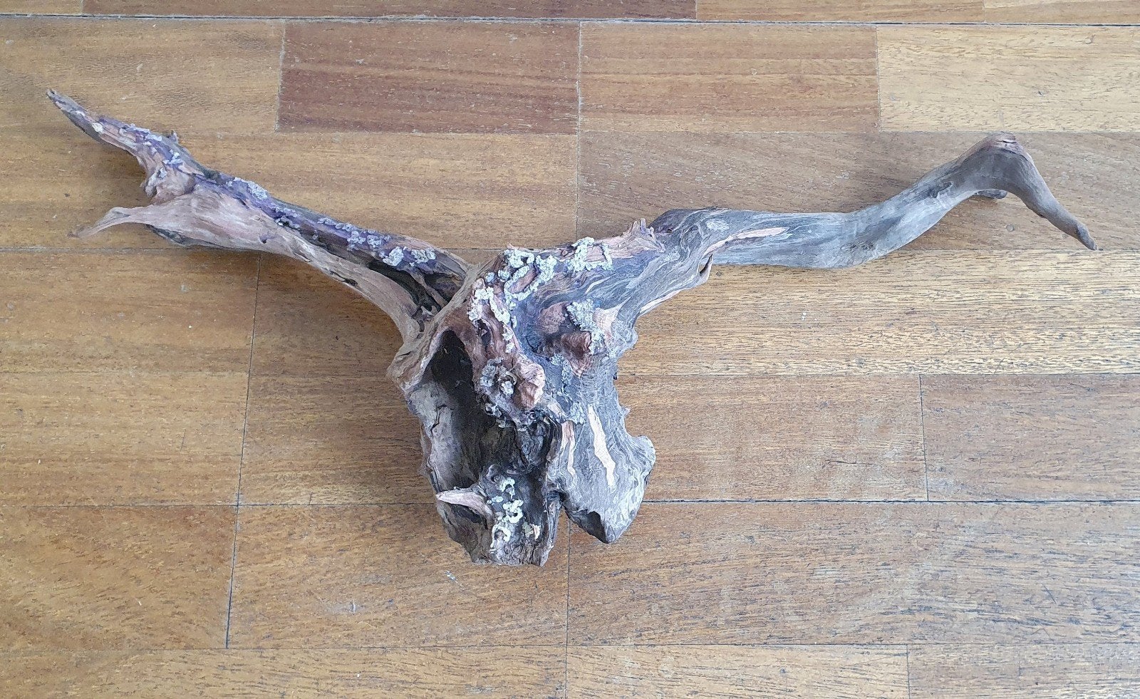 Hardhout, kienhout voor in het aquarium, Dieren en Toebehoren, Ophalen of Verzenden, Zo goed als nieuw, Plant(en), Steen of Hout