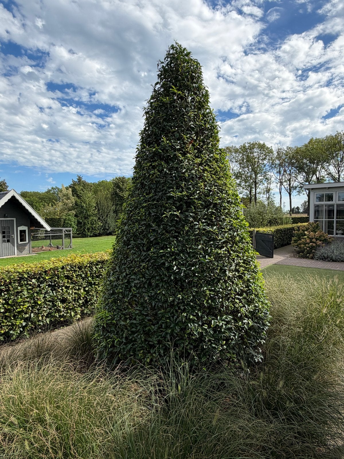 Portugese Laurier - Prunus Lusitanica, Tuin en Terras, Lente, Overige soorten, Volle zon, Ophalen of Verzenden