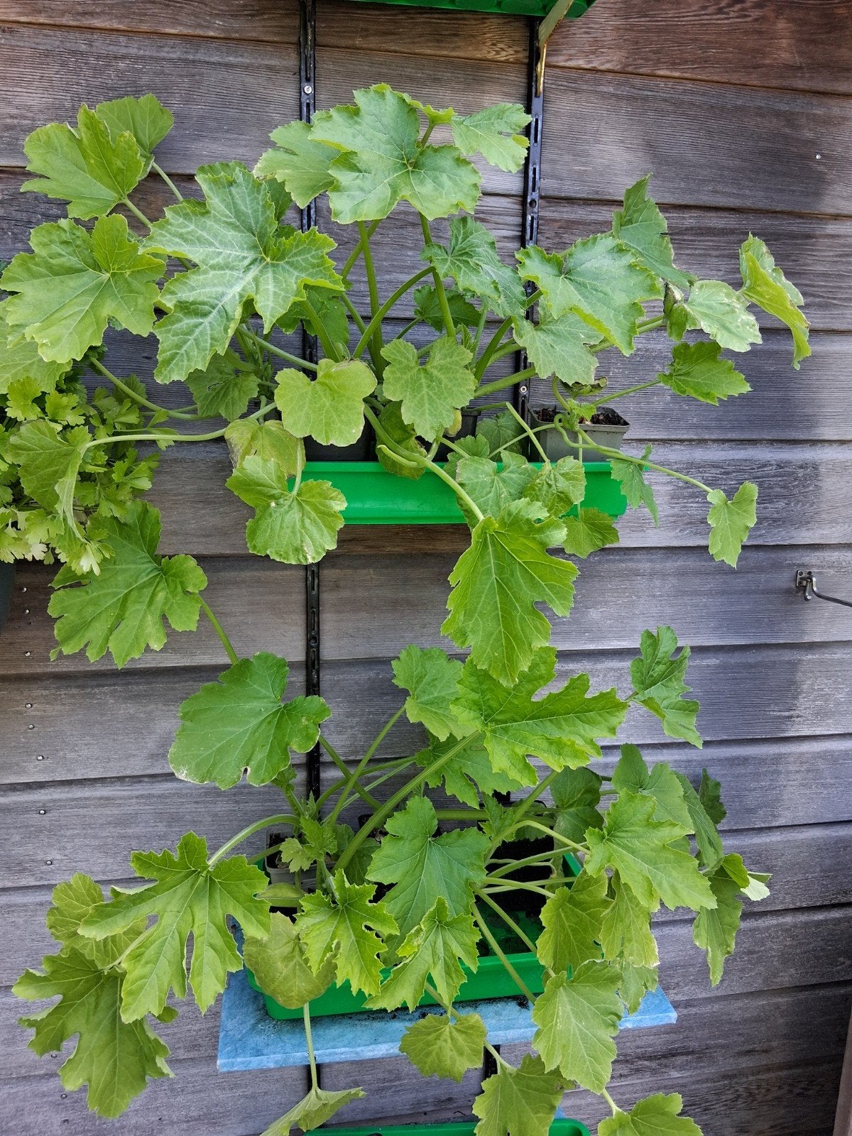De laatste Courgette planten
Black beauty, Tuin en Terras, Ophalen, Eenjarig, Groenteplanten, Volle zon