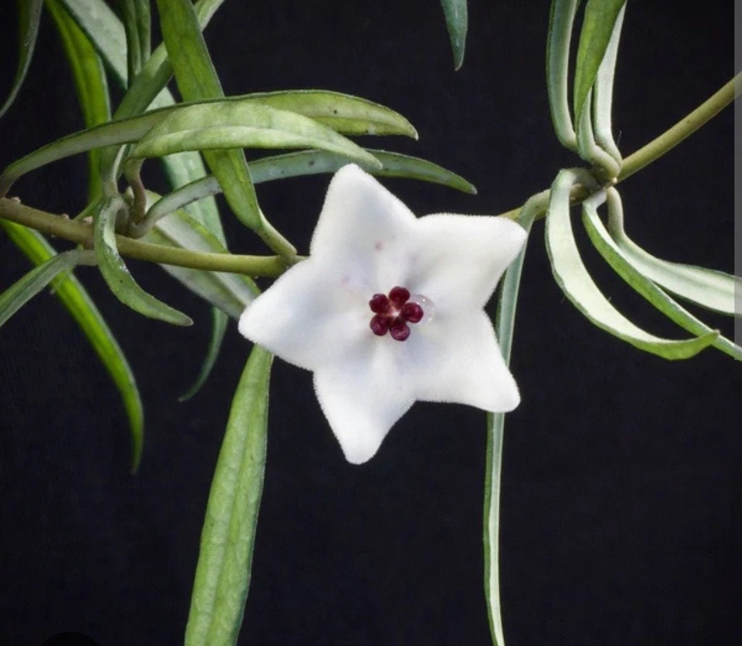 Hoya pauciflora, Ophalen of Verzenden, Zilver, Overige materialen
