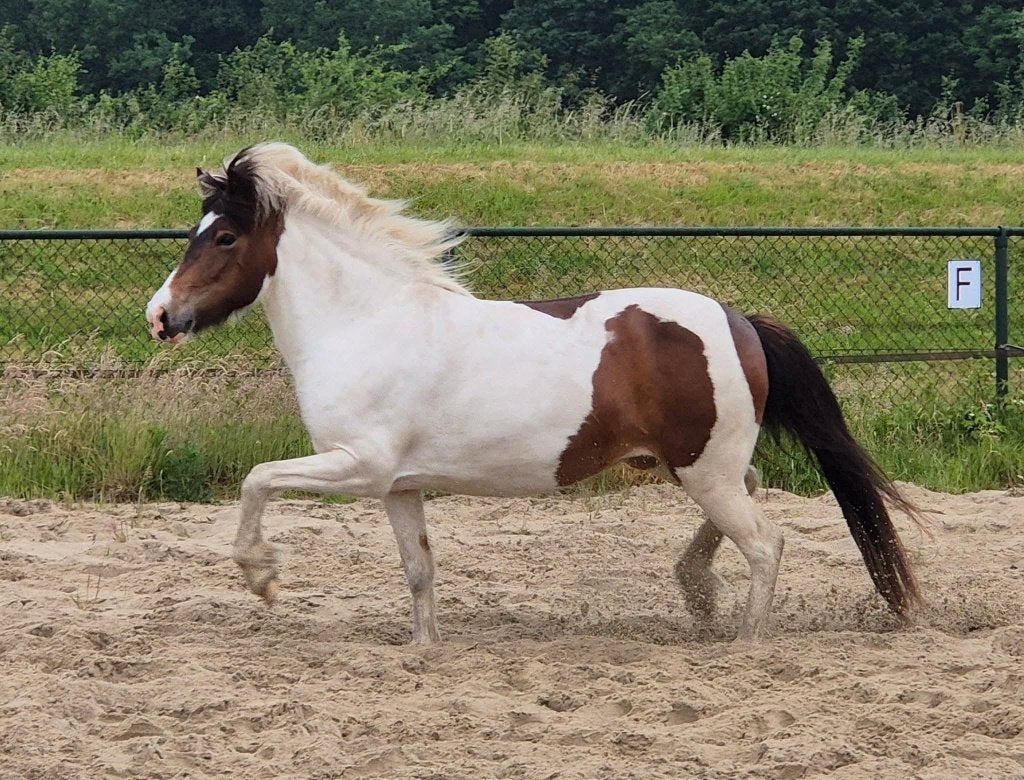 Lieve IJslandse merrie, Dieren en Toebehoren, Pony's, Merrie, Met stamboom, Zadelmak, 7 tot 10 jaar