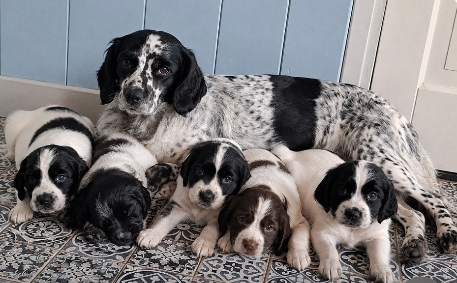 Engelse springer pups met stamboom, Dieren en Toebehoren, Honden | Retrievers, Spaniëls en Waterhonden, 8 tot 15 weken, Parvo