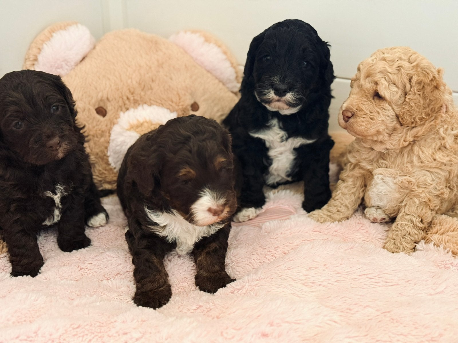 nestaankondiging labradoodle pups. Ook phantom, Overige rassen, CDV (hondenziekte), 8 tot 15 weken, Meerdere