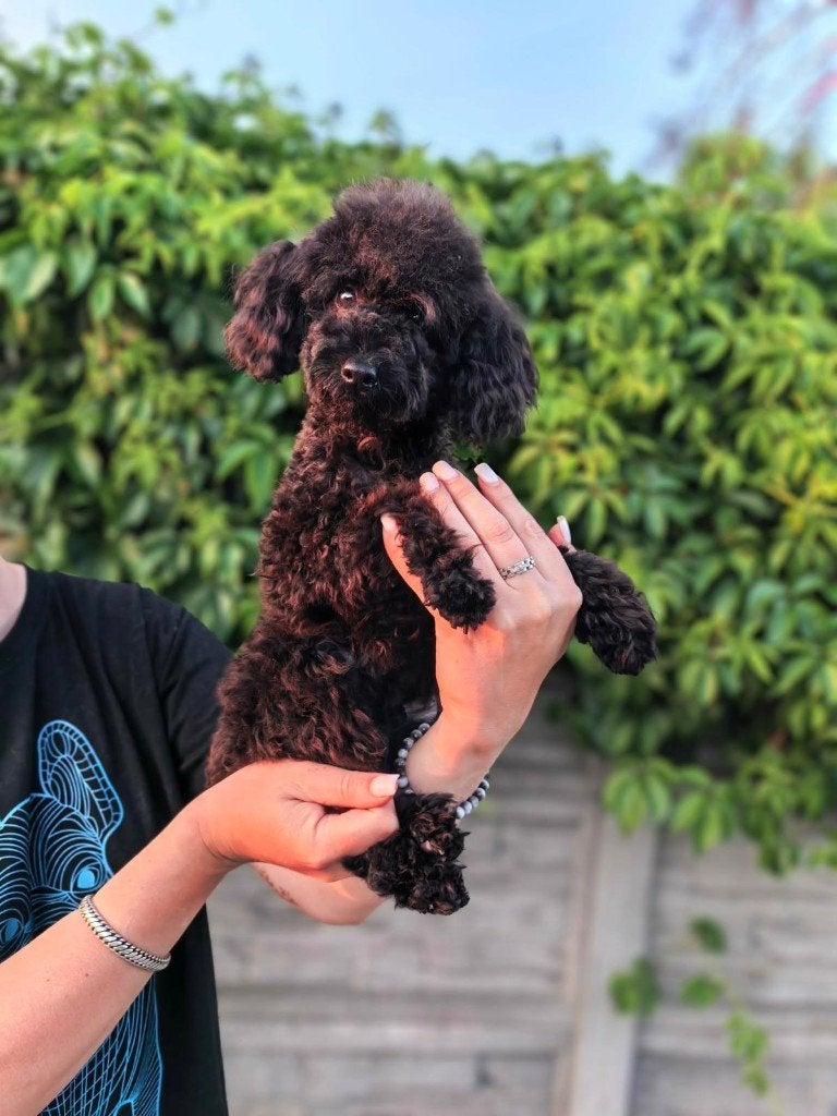 Toypodel, Parvo, Poedel, 15 weken tot 1 jaar, Buitenland