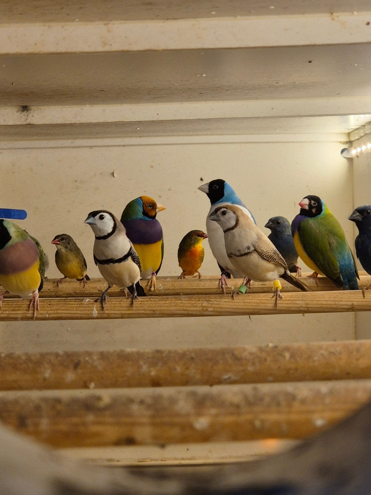 koppel bichenow astrilde, Meerdere dieren