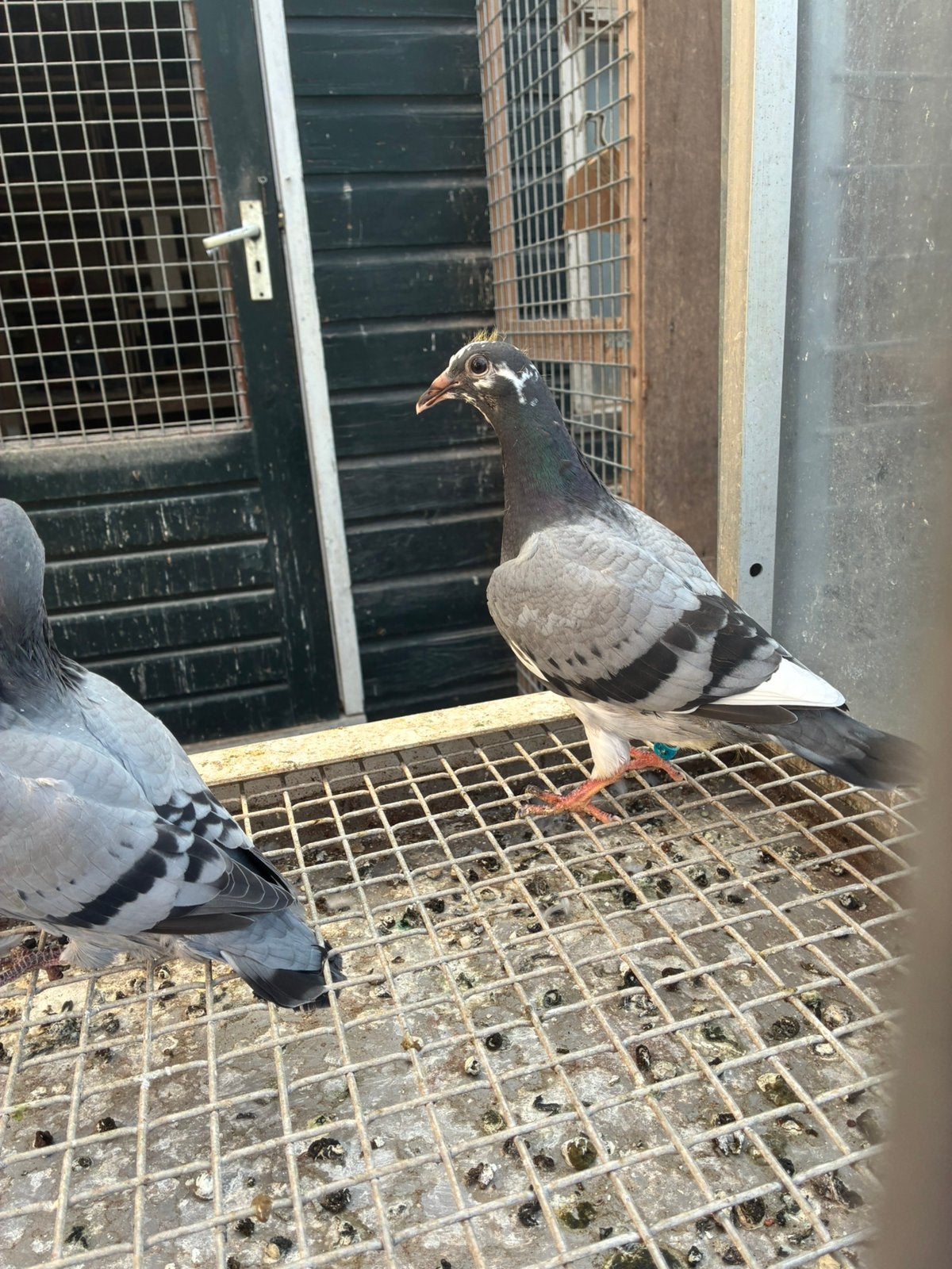 Postduiven koppel Ad Pegels x Cor de Heijde, Dieren en Toebehoren, Vogels | Duiven, Meerdere dieren, Postduif