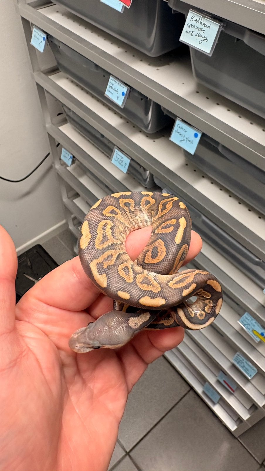 Cinnamon yellow belly hypo ball python Ball Python photo 3