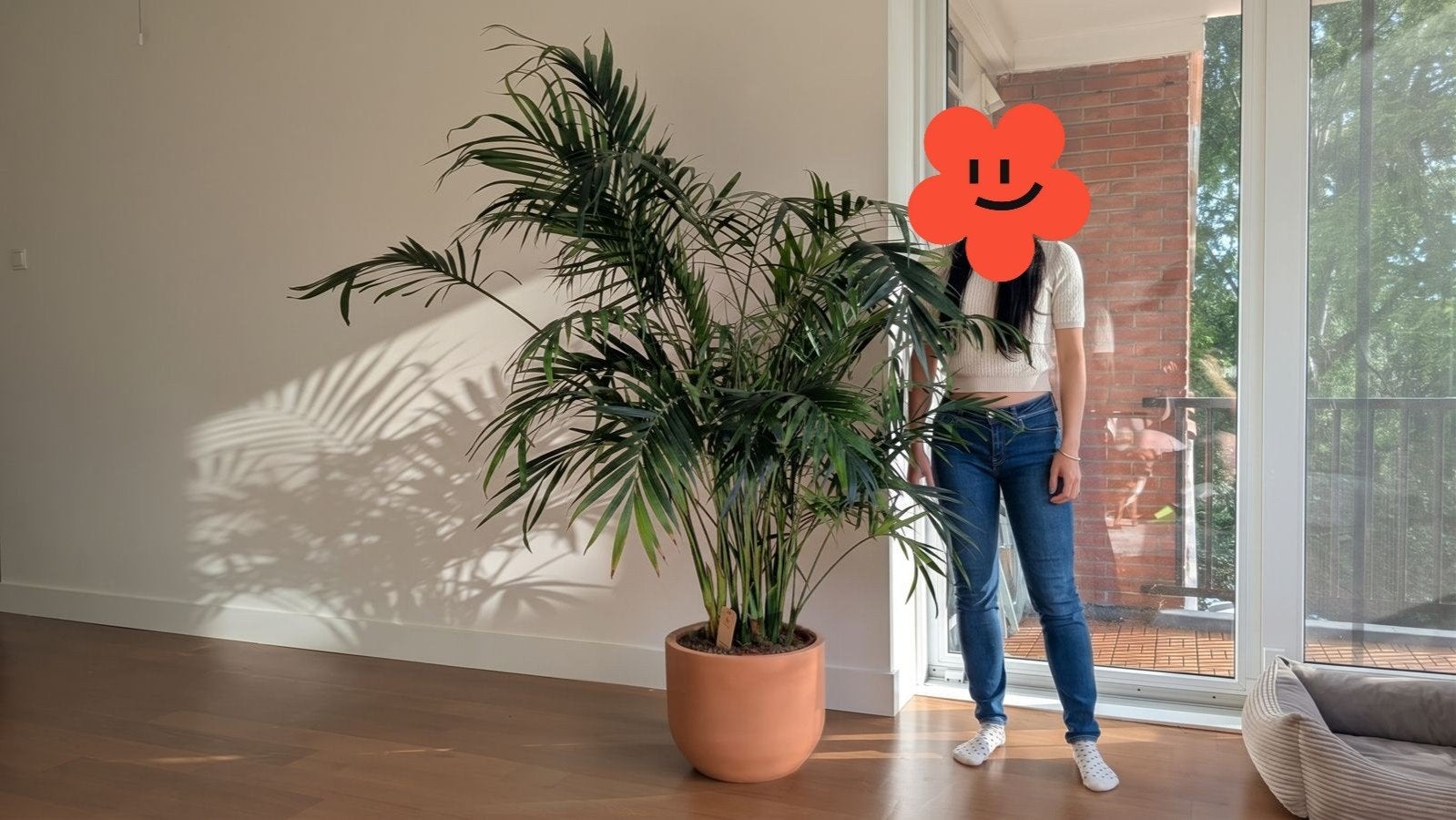 Prachtige Stella Palm - 175cm hoog, Ophalen, Palm, Halfschaduw, 150 tot 200 cm
