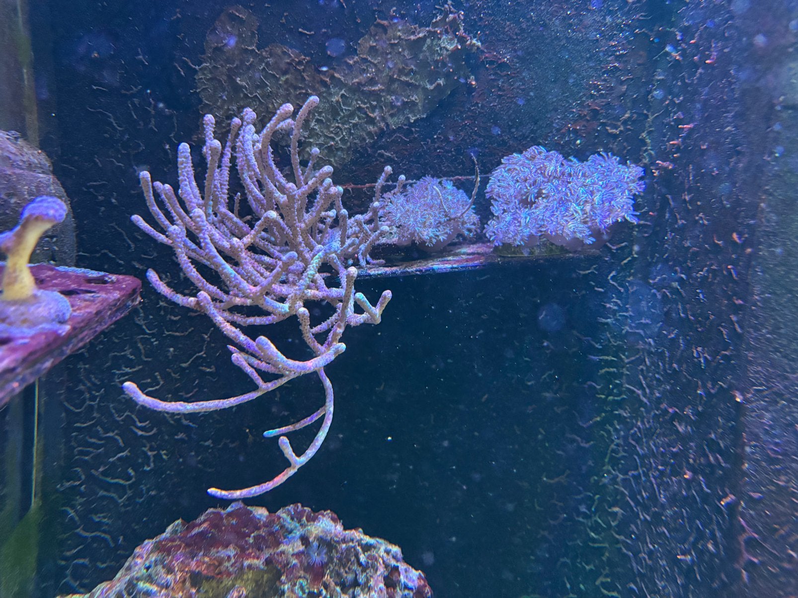 Gorgoon en xenia stekken zeeaquarium, Dieren en Toebehoren, Overige typen
