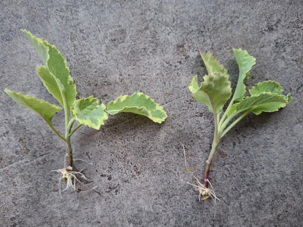Stekjes Bonte eeuwige moes / eeuwige kool, Ophalen, Eenjarig, Groenteplanten, Volle zon