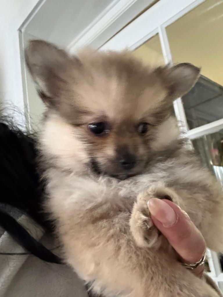 Pomchi Pups Puppy’s, Overige rassen, 8 tot 15 weken, Parvo, Meerdere
