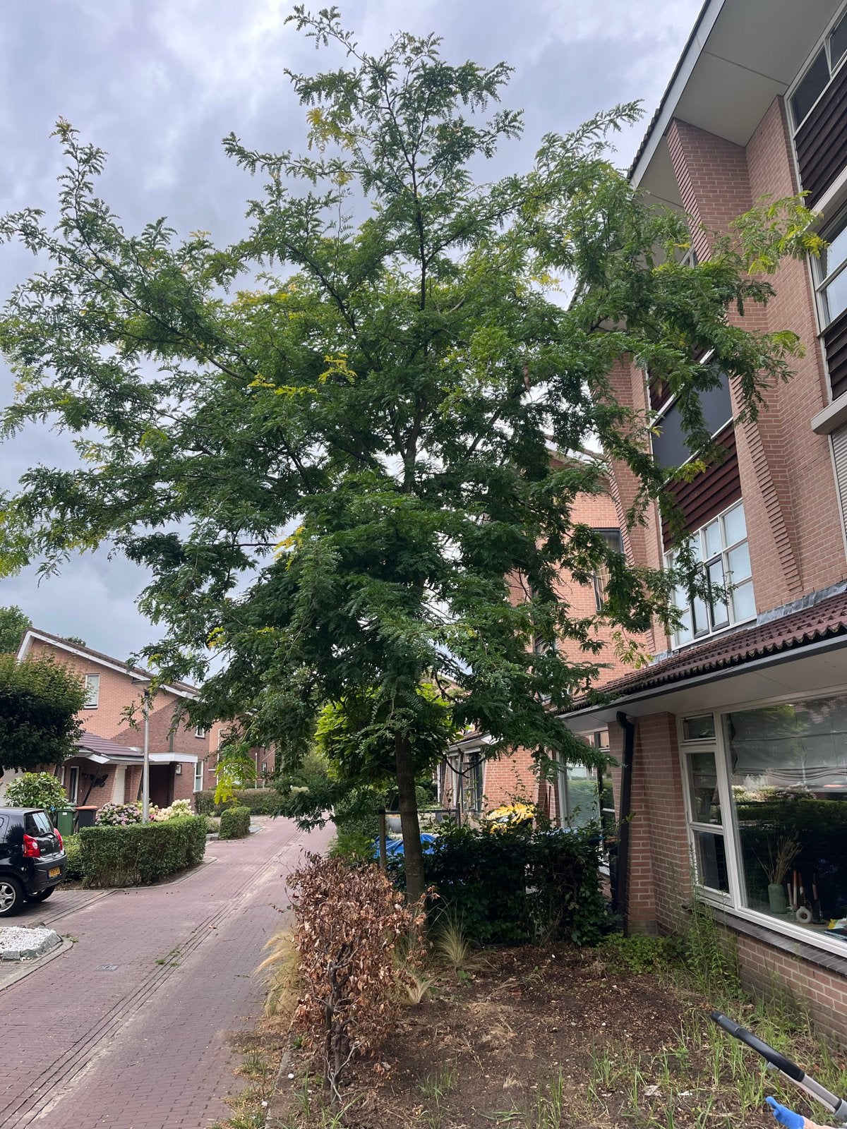 Brandhout zelf kappen - Grote boomstammen, Tuin en Terras, Haardhout, 6 m³ of meer, Ophalen, Overige houtsoorten, Stammen