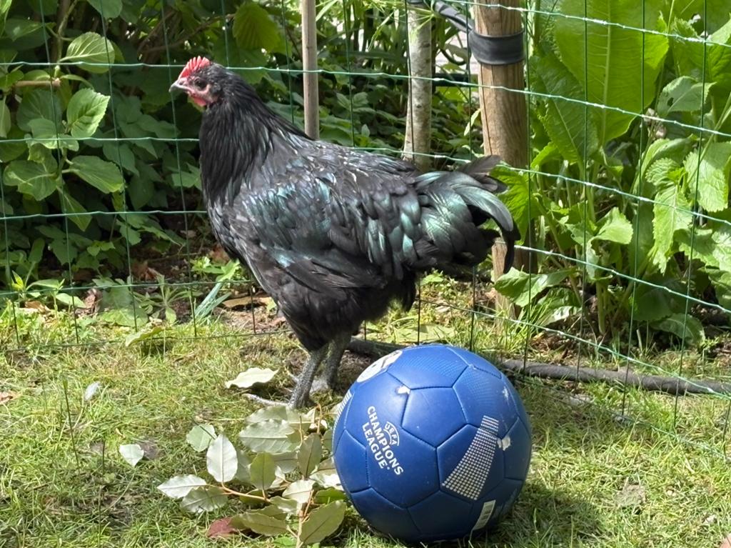 Jonge Australorp Haan, Groot, Dieren en Toebehoren, Pluimvee, Mannelijk, Kip