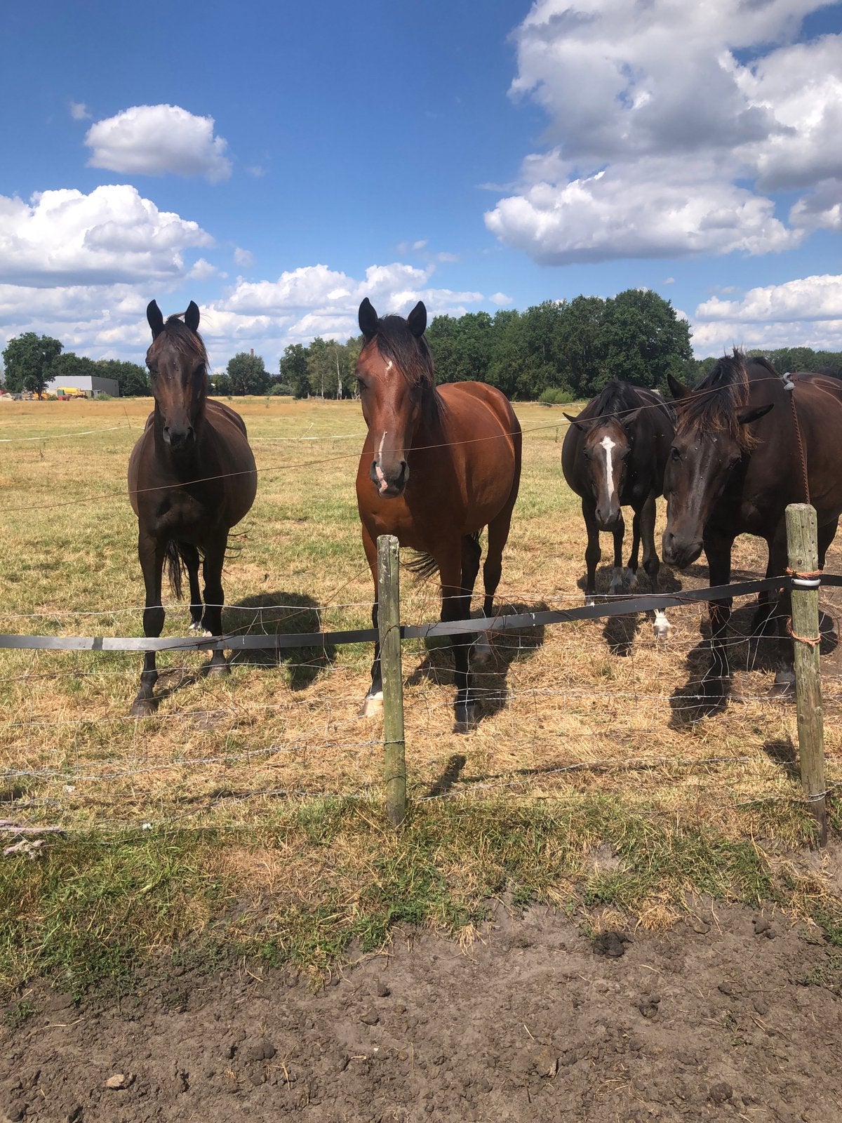 Paarden voor dressuur te koop, Meerdere dieren, Onbeleerd, Dressuurpaard, 3 tot 6 jaar