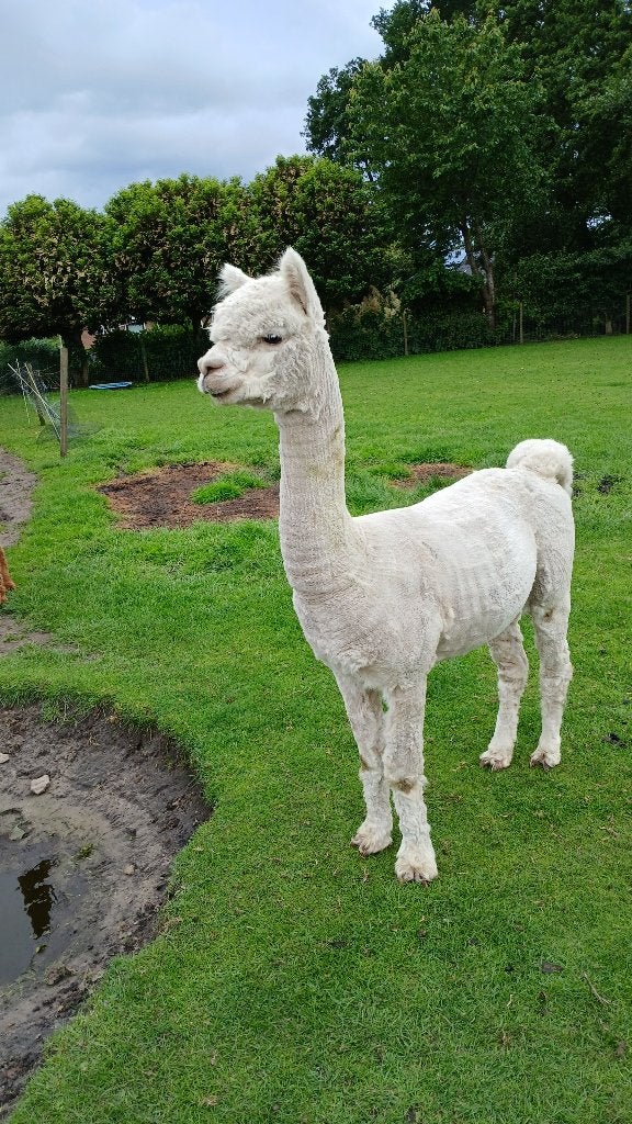 alpaca hengst, Mei, Mannelijk