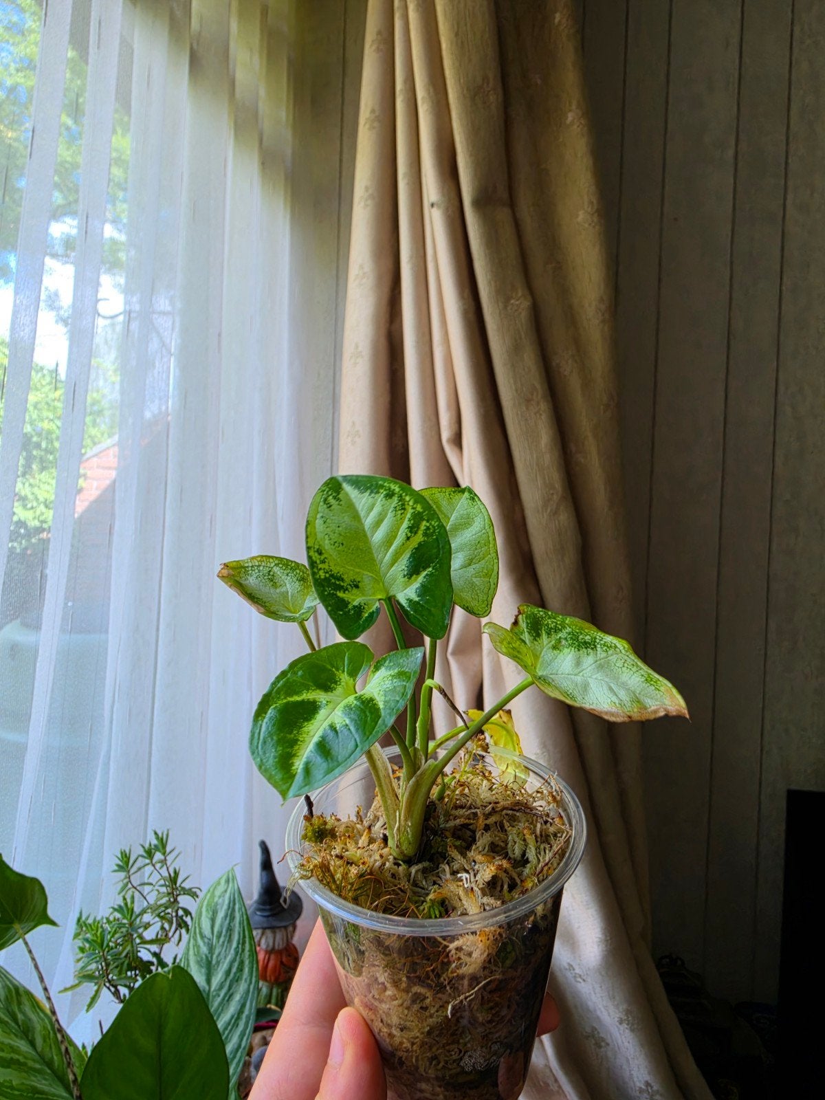 Syngonium Pixie, Huis en Inrichting, Kamerplanten, Ophalen of Verzenden, Halfschaduw, Minder dan 100 cm