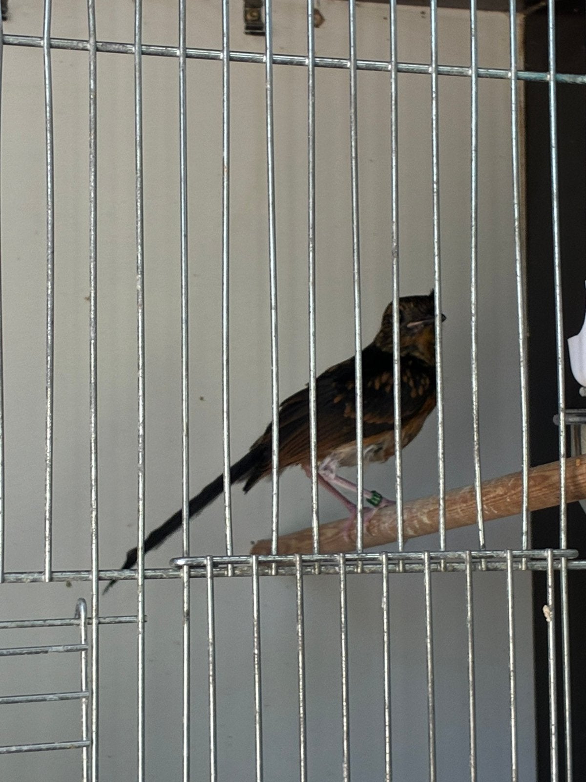 Schamalijsters geringd 2026, Meerdere dieren, Geringd
