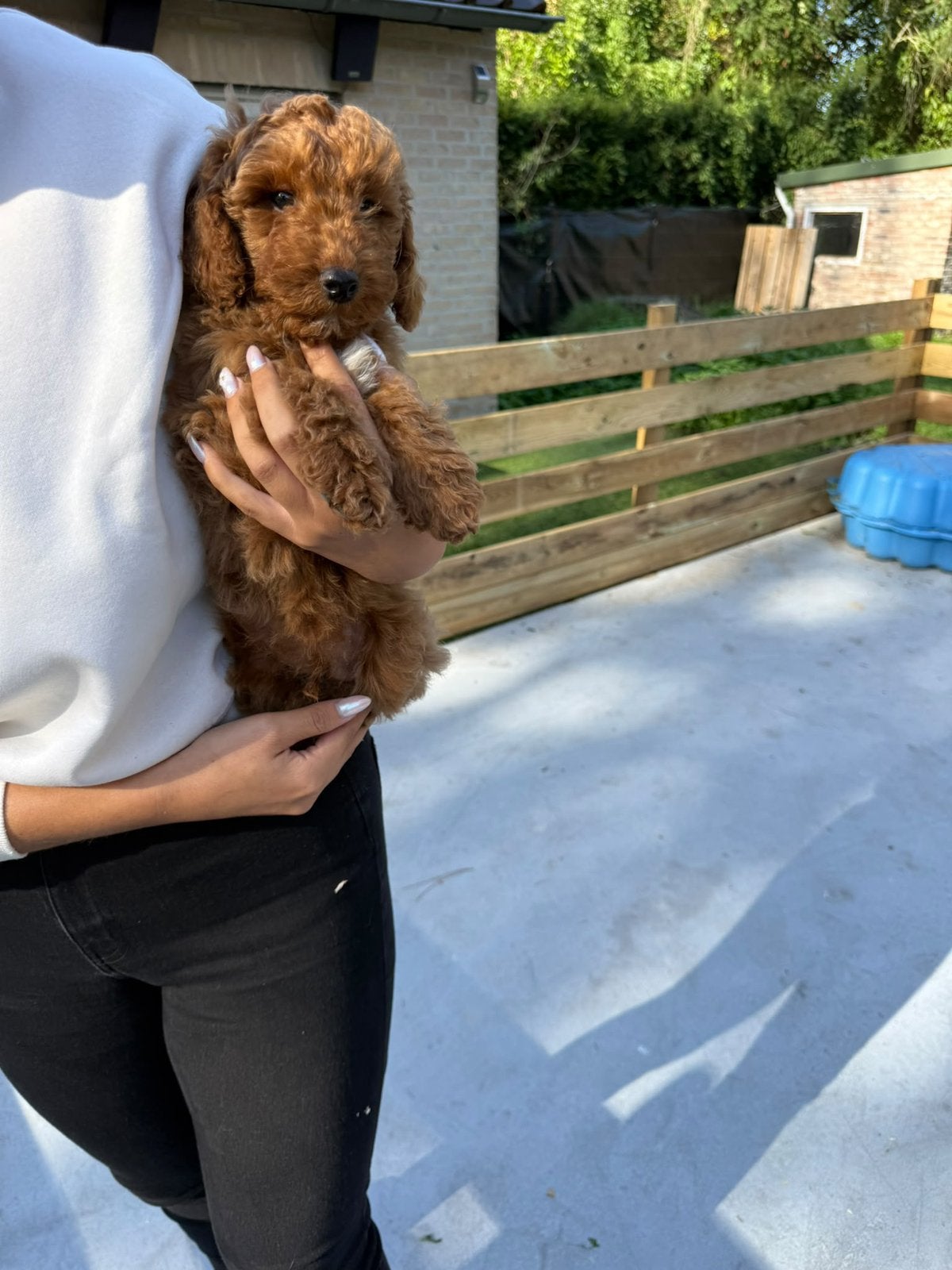 Lieve dwergpoedelpups zoeken een warm en liefdevol thuis, 8 tot 15 weken, Meerdere, Meerdere dieren, CDV (hondenziekte)