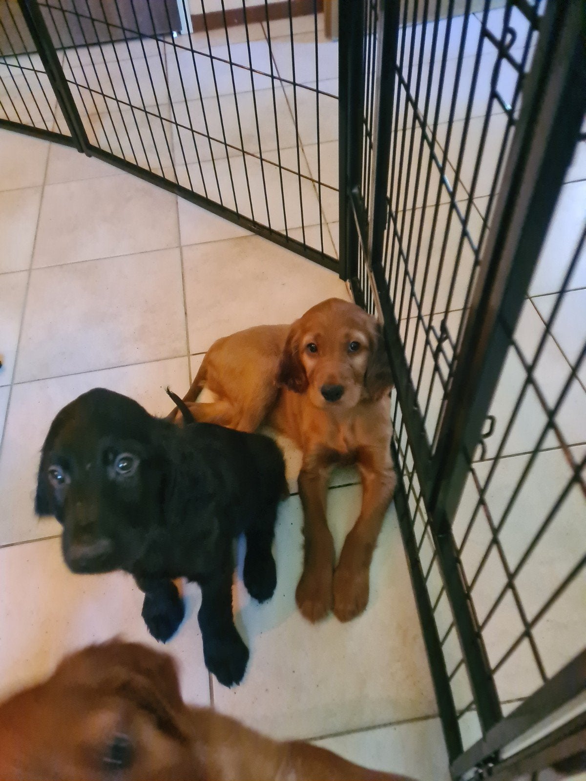 Setterpups: 1 zwart teefje, 2 rode reutjes zoeken een baasje, 8 tot 15 weken, Meerdere, Meerdere dieren, Middel