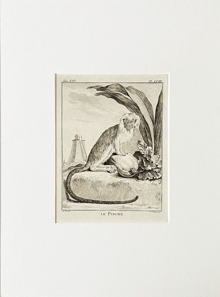 Ets 1783 du buffon in passe-partout en gratis verzending, Antiek en Kunst, Kunst | Etsen en Gravures, Ophalen of Verzenden