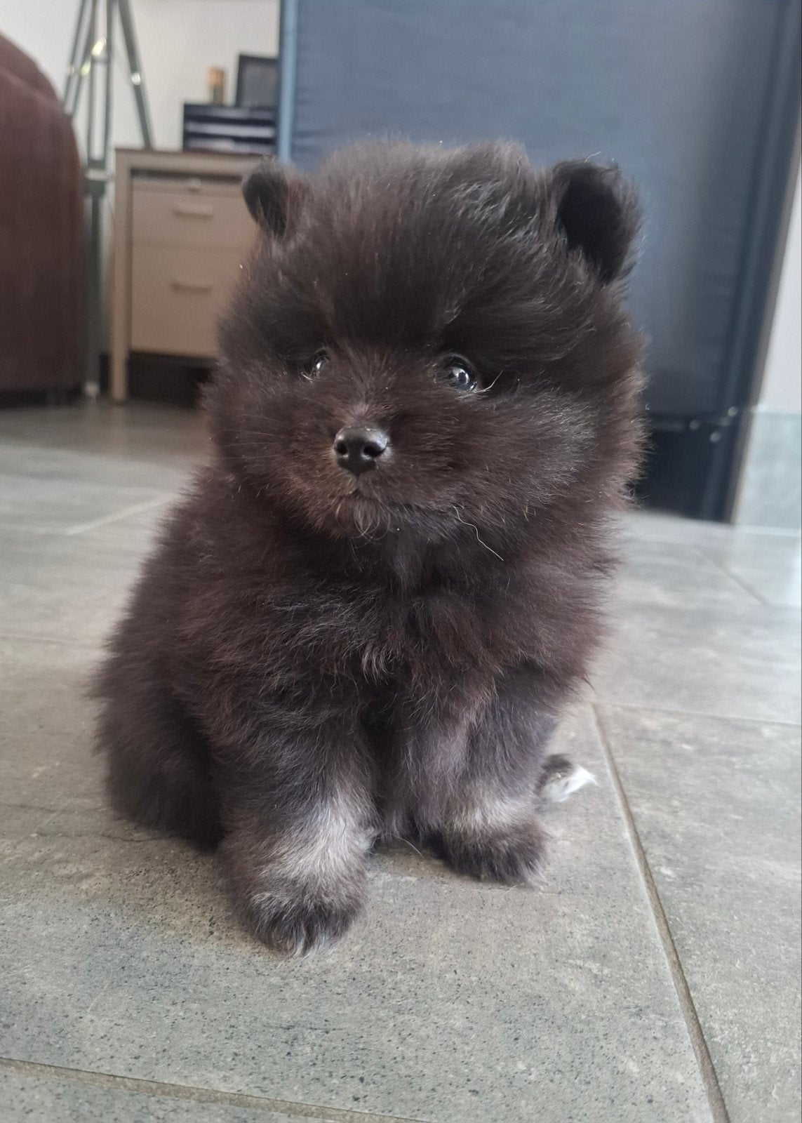 Dwergkees pup nog 1 lief reutje, Keeshond, Reu, 8 tot 15 weken, Parvo