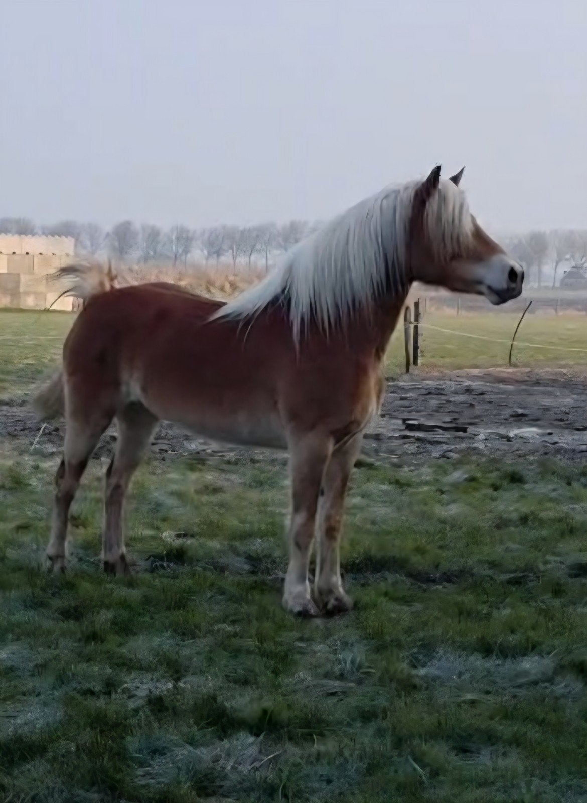 Mooie lieve goed bewegende  haflinger merrie te koop, Dieren en Toebehoren, Merrie