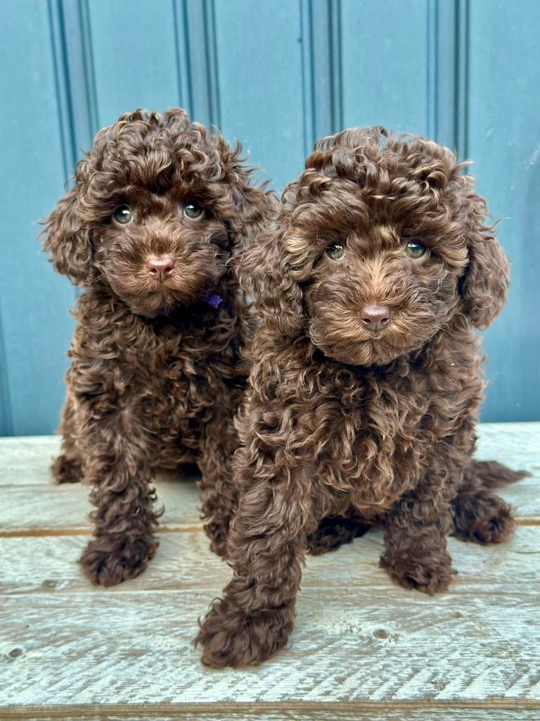 Super knappe Choco toy poedel pups  teefjes mogen verhuizen, Dieren en Toebehoren, Poedel, Parvo, 8 tot 15 weken, Meerdere