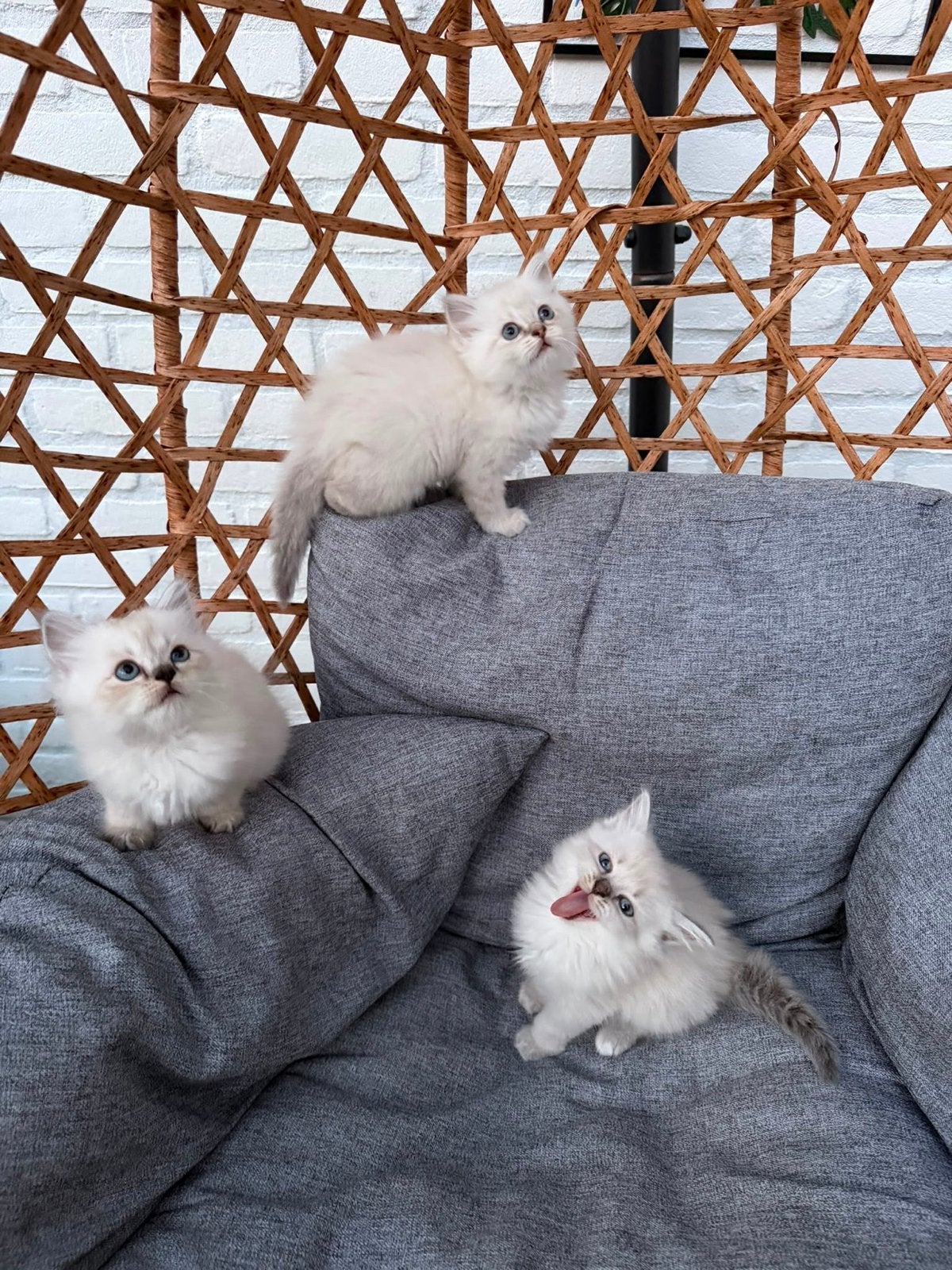 Ragdoll Kittens, Meerdere dieren, 0 tot 2 jaar