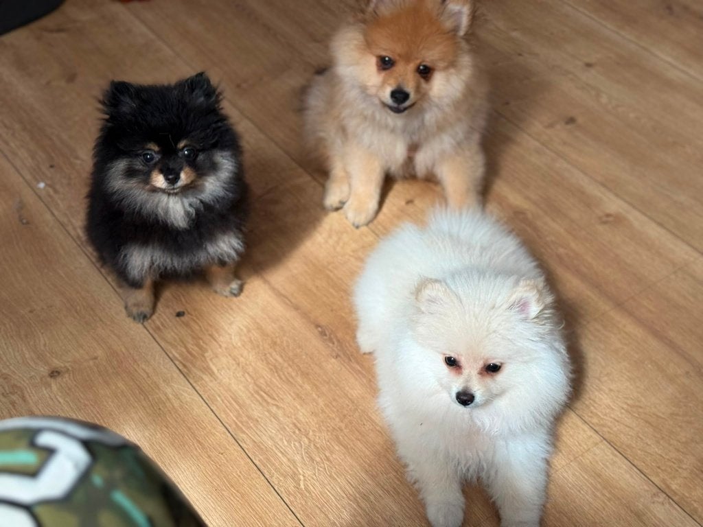Dwergkeeshond, Parvo, Keeshond, Reu, 8 tot 15 weken
