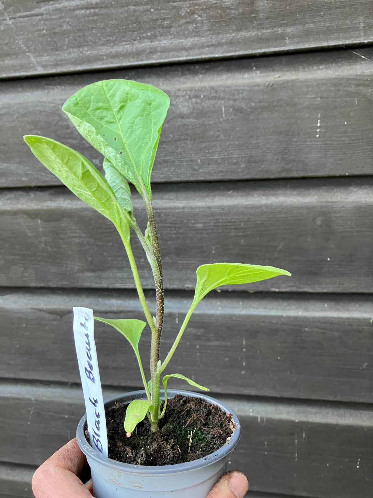 Aubergine Black Beauty BIOLOGISCH, Tuin en Terras, Planten | Tuinplanten, Ophalen, Eenjarig, Groenteplanten, Volle zon