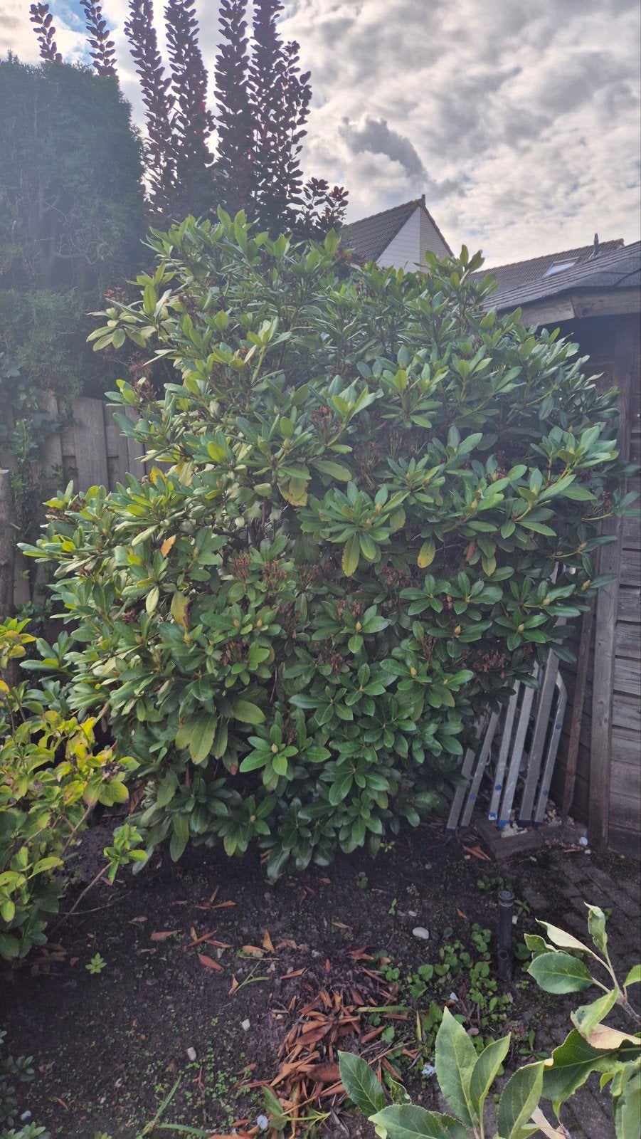 3 Grote Rhododendrons - Prachtige Groenblijvende Struik, Tuin en Terras, Vaste plant, Halfschaduw, Lente, Ophalen