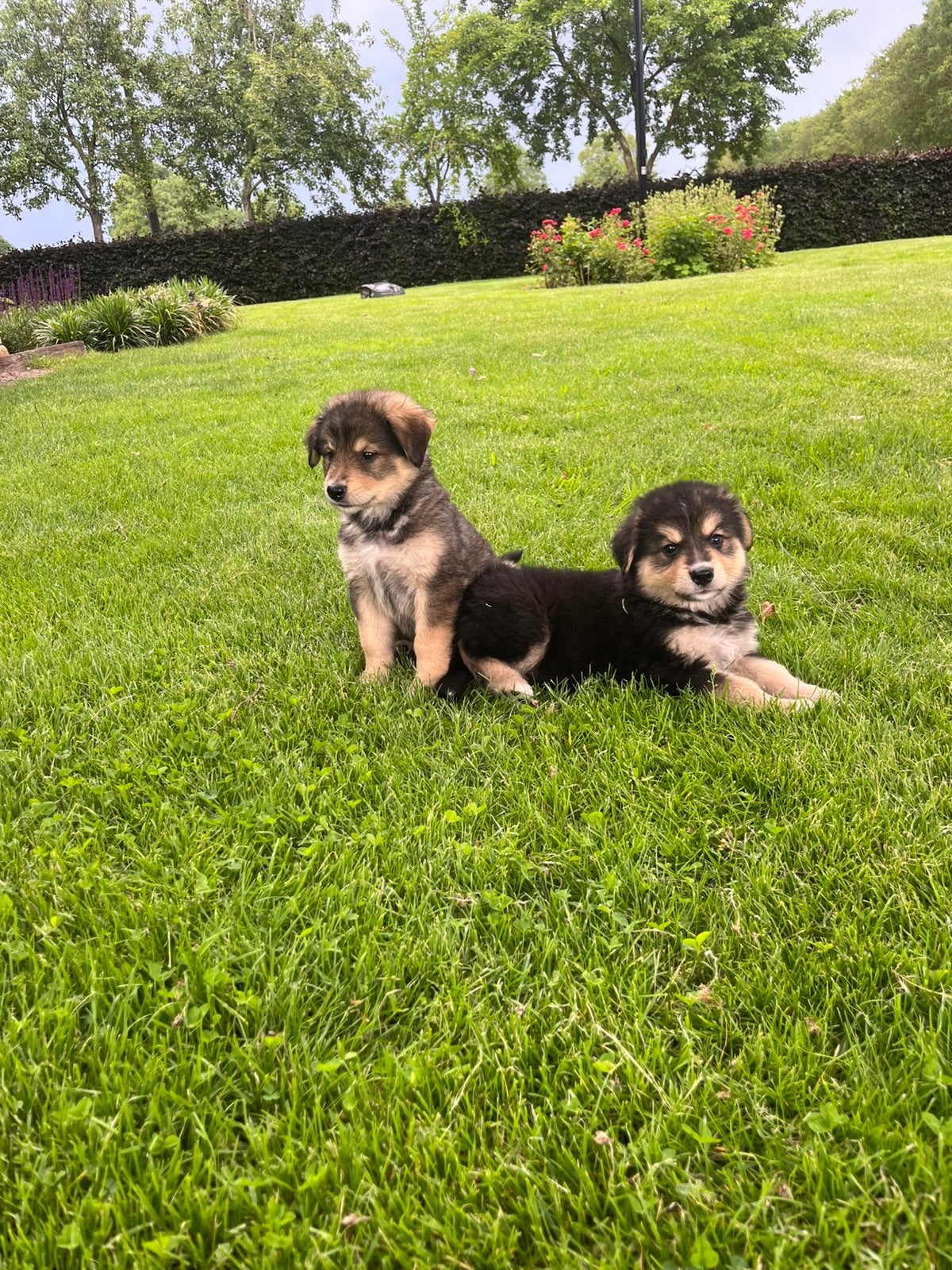 Berner Sennen x Witte herder pups nog 2 reutjes 2 teefjes, Dieren en Toebehoren, Honden | Herdershonden en Veedrijvers, HCC (leverziekte)
