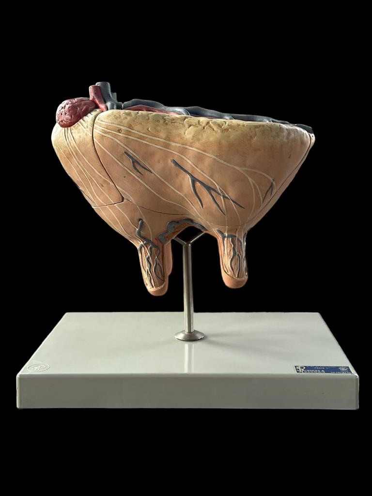 Zeldzaam Oud Somso model koe, gips, Ophalen