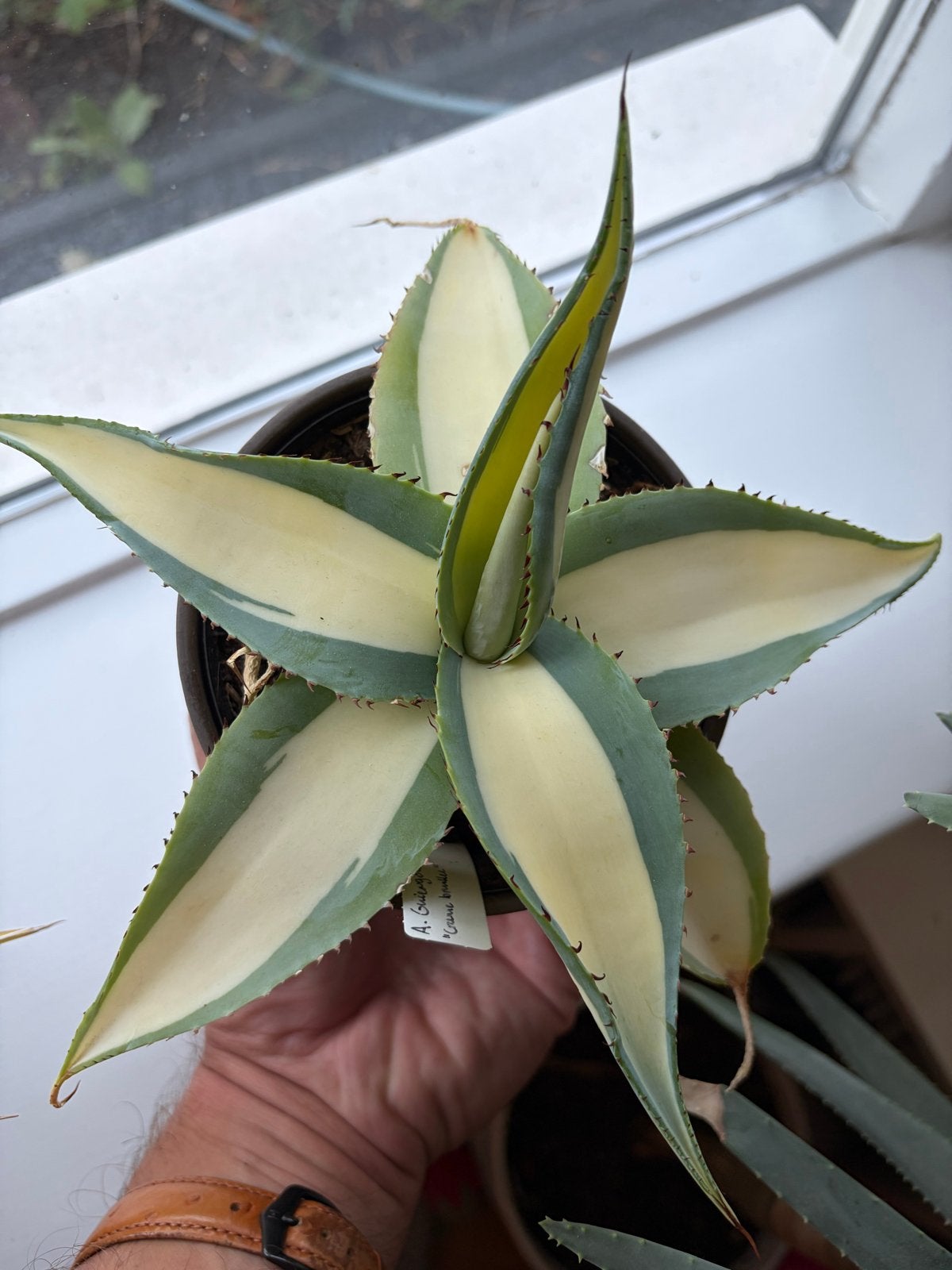 Agave guinegola mediopicta alba - Mooie grote plant, Tuin en Terras, Overige soorten, Volle zon, Vaste plant, Ophalen of Verzenden