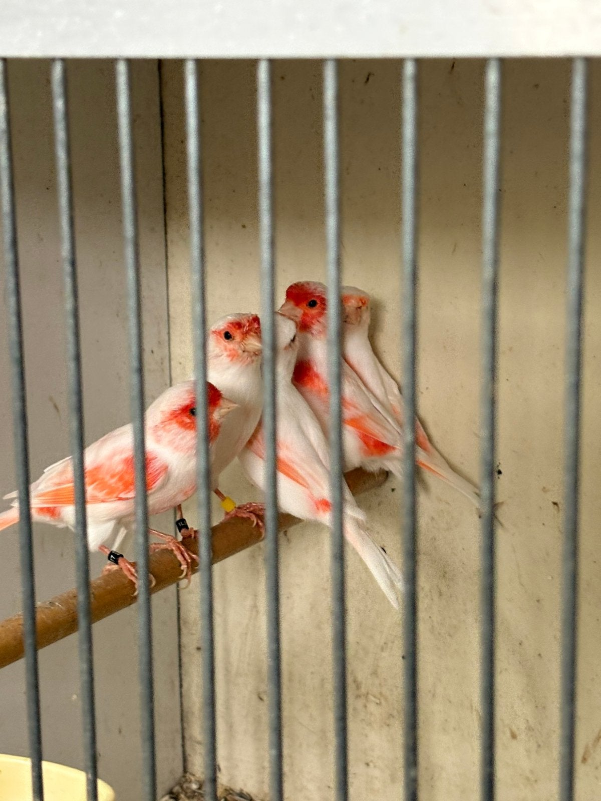 Koppels rood mozaïek kanaries, Dieren en Toebehoren, Meerdere dieren, Kleurkanarie